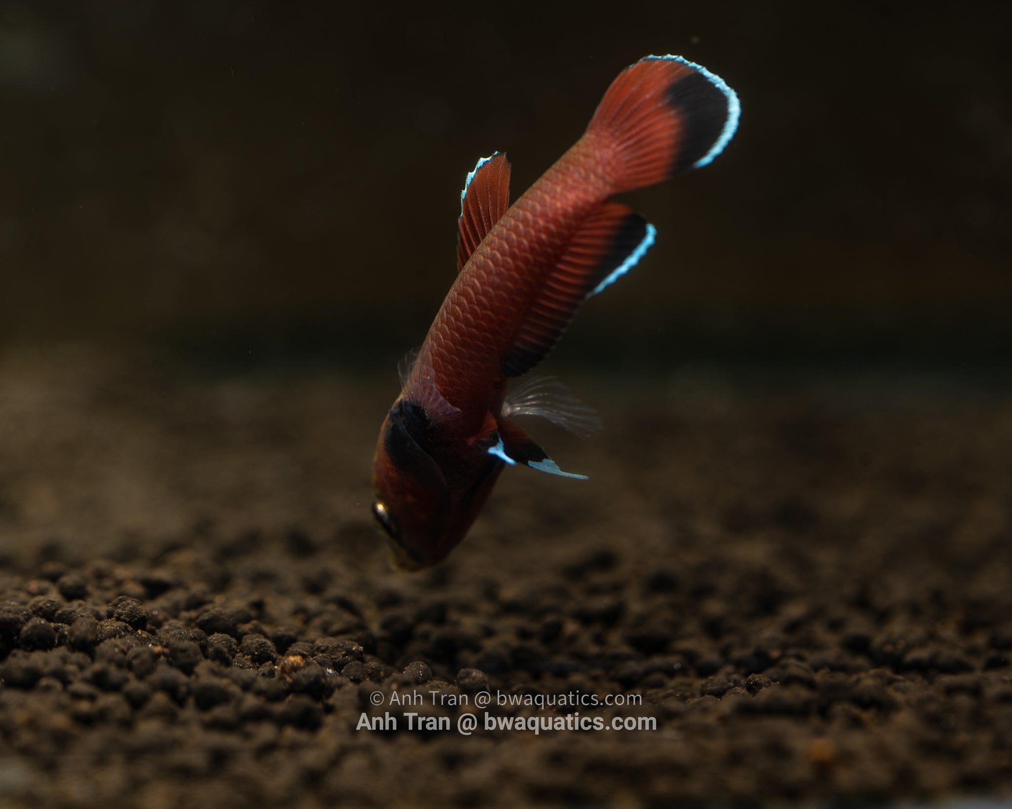 Betta Complex Albimarginata Complex – BWAquatics