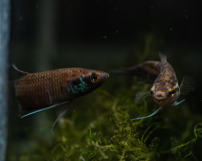 Betta Raja | Wild Type Bettas