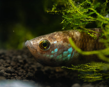 Betta Raja | Wild Type Bettas