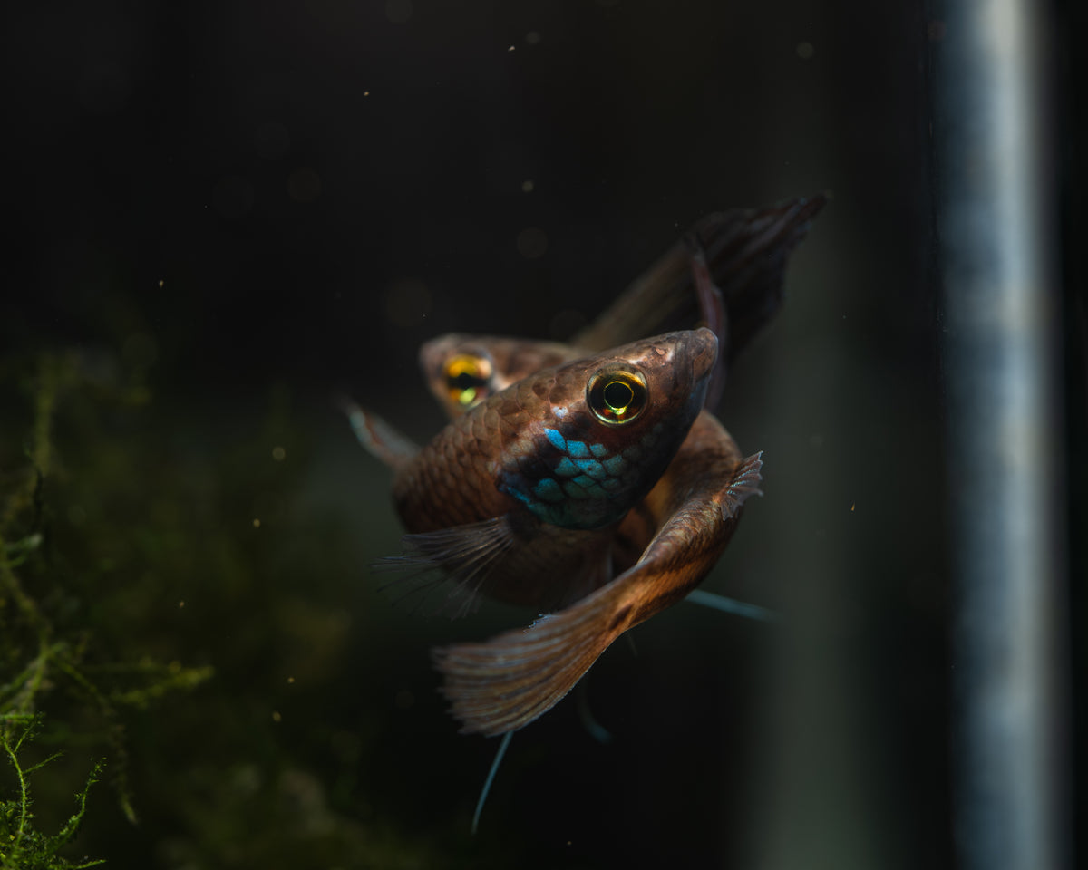 Betta Raja | Wild Type Bettas – BWAquatics