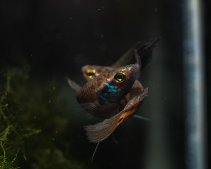 Betta Raja | Wild Type Bettas