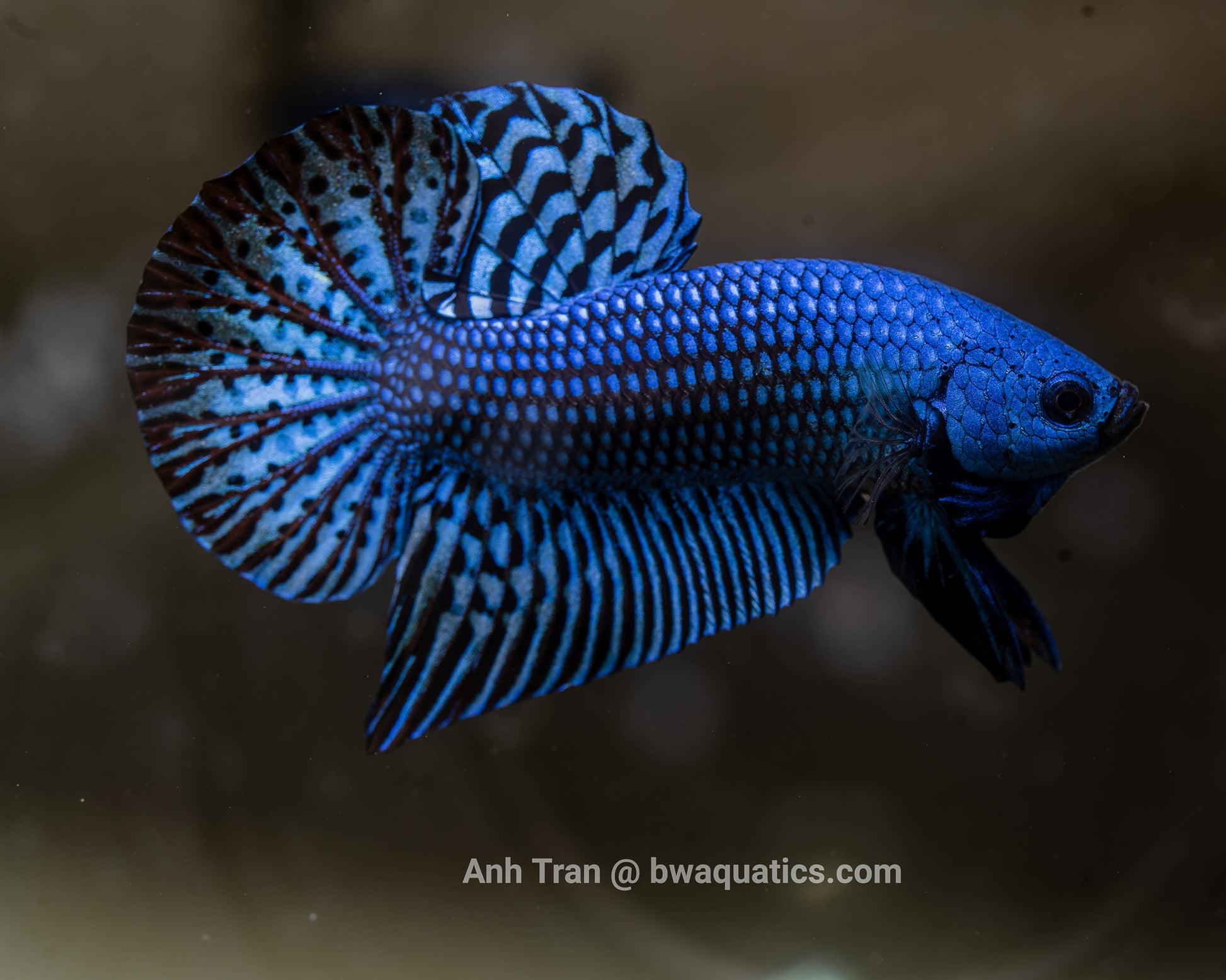 Alien Betta Blue Hybrid | Rare Bettas – BWAquatics