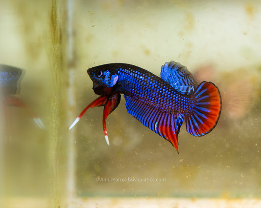 Betta Imbellis Royal Blue - Thailand | Rare Bettas
