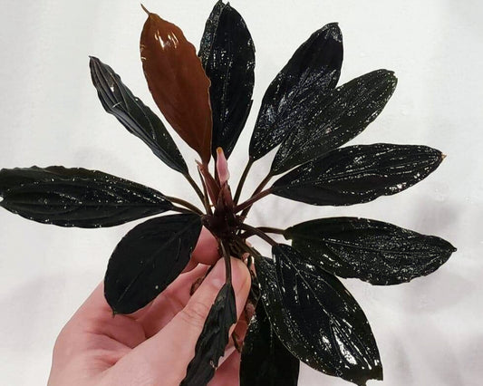 Bucephelandra sp. Dark Skeleton King | Unique Aquatic Plants