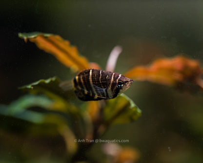 Sphaerichthys Selatanensis (Crossband Chocolate Gourami)