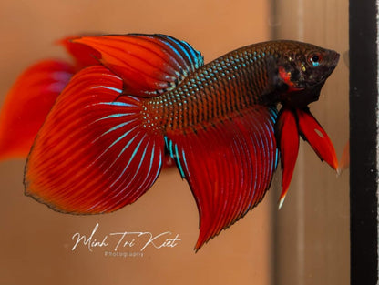 Classic veil tail splenden hybrid (betta splendens)| Rare Bettas