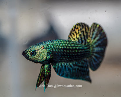 Alien Betta Green Hybrid | Rare Bettas