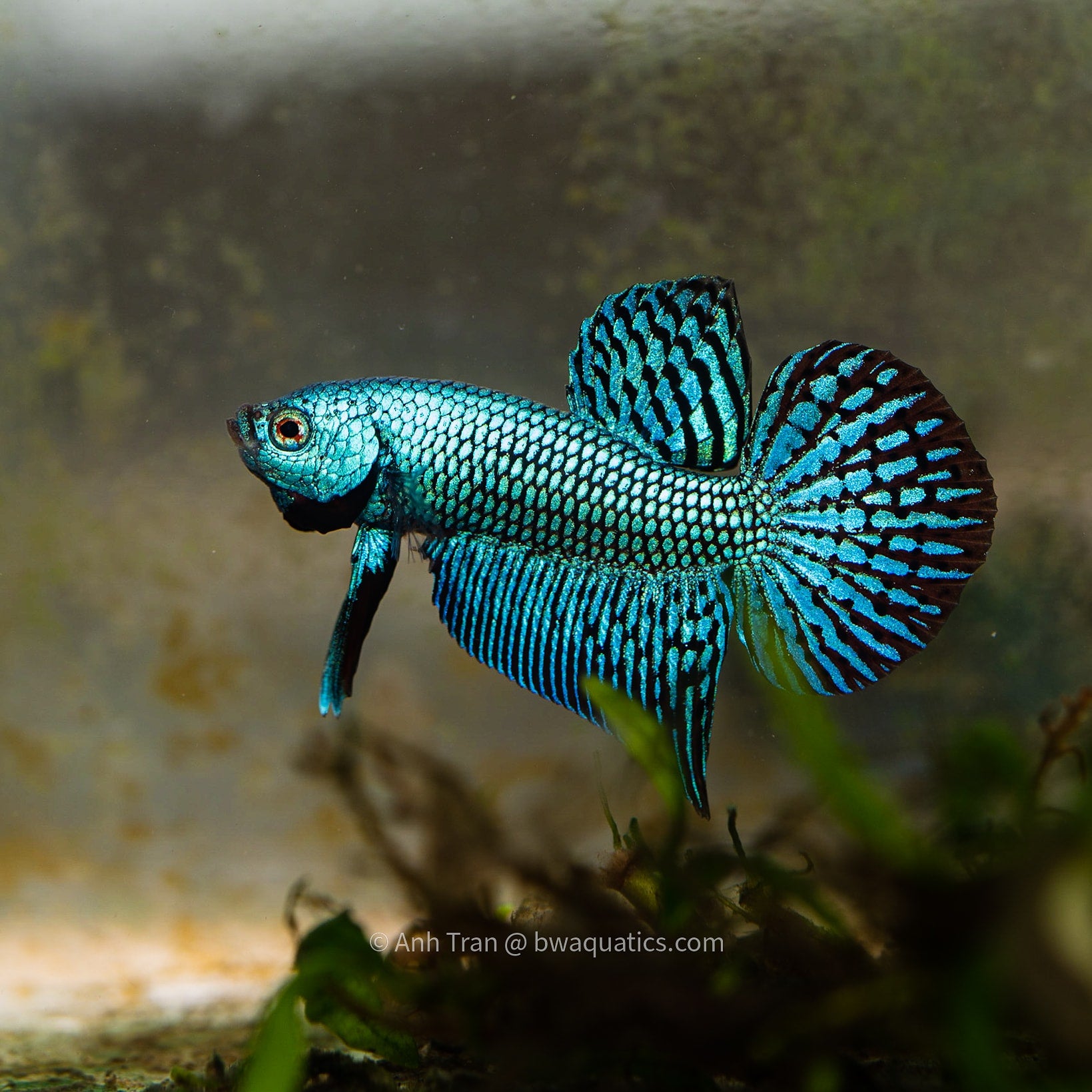 Betta green hot sale