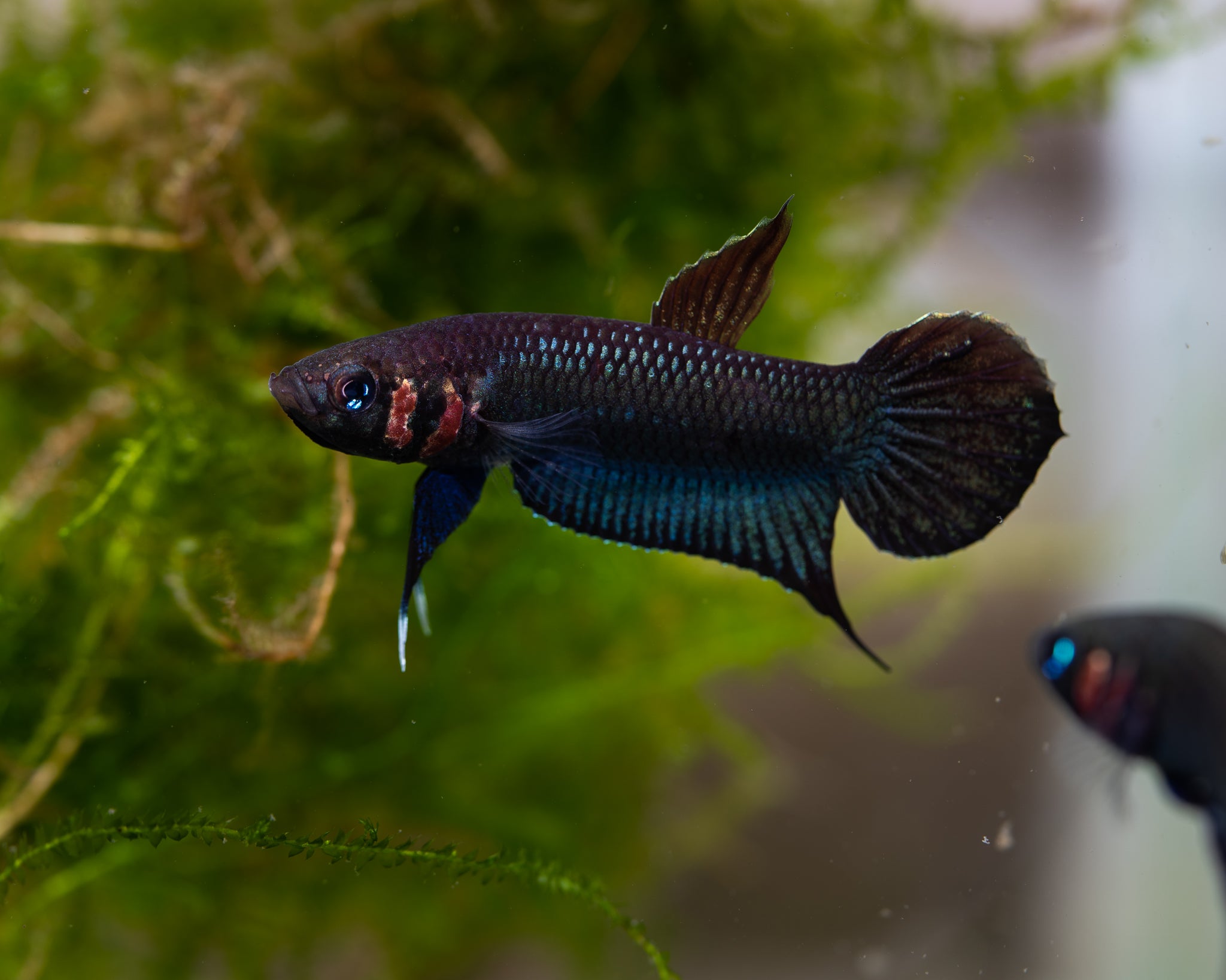 Betta Complex Foerschi Complex – BWAquatics