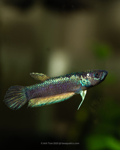 Betta Compuncta "Melak" | Wild Type Bettas