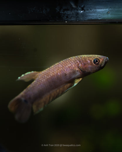 Betta Compuncta "Melak" | Wild Type Bettas