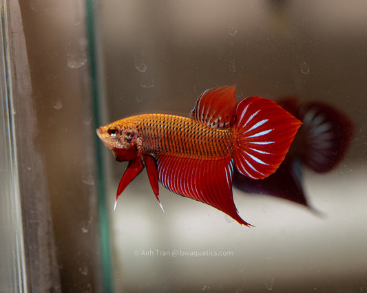 Betta Splendens (Red Spade Tail) | Rare Bettas