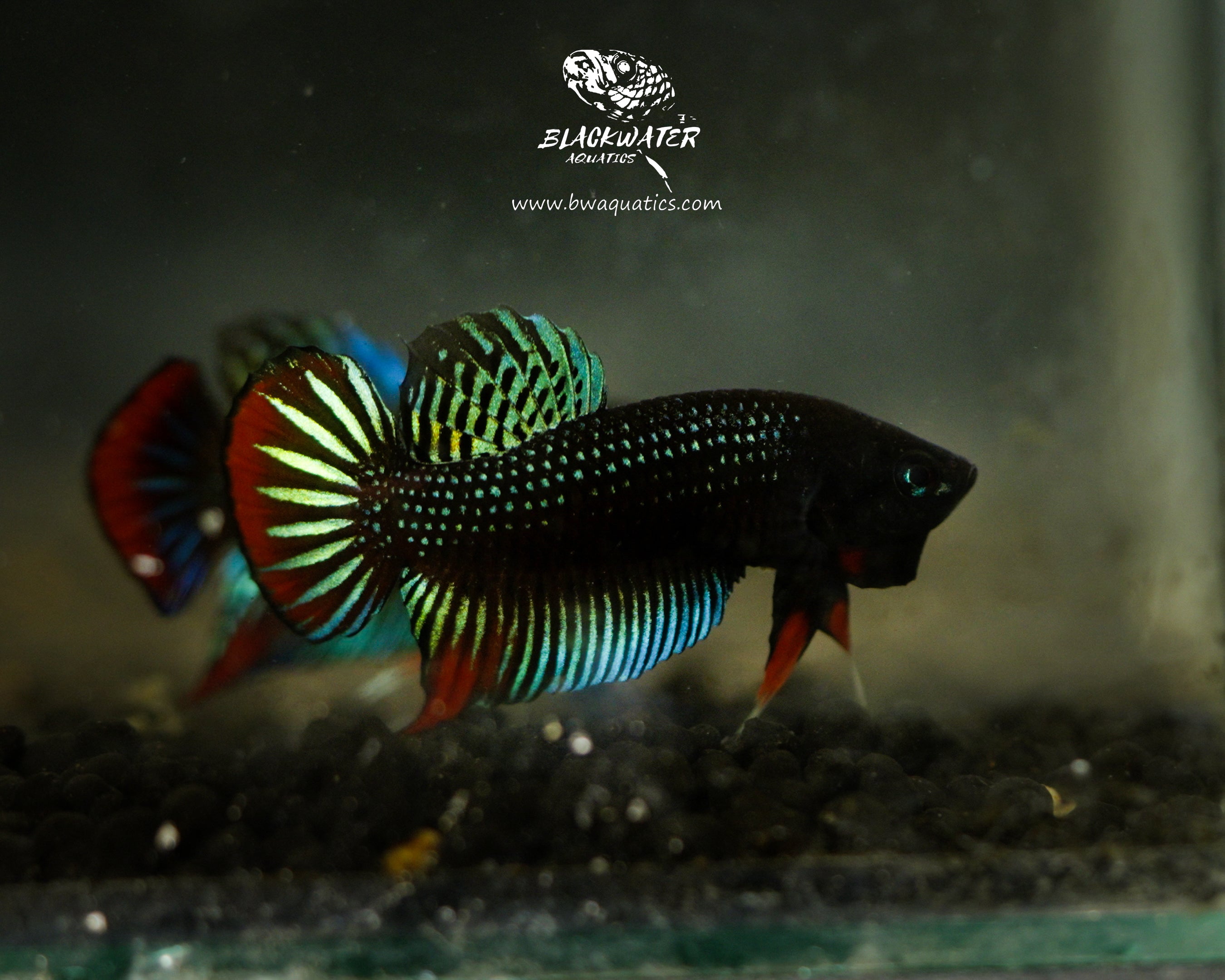 Betta Complex Splendens Complex – BWAquatics