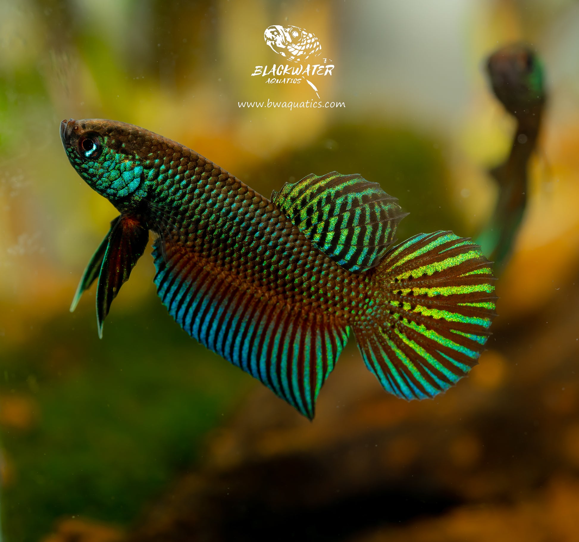 Betta Stiktos Rare Bettas – BWAquatics