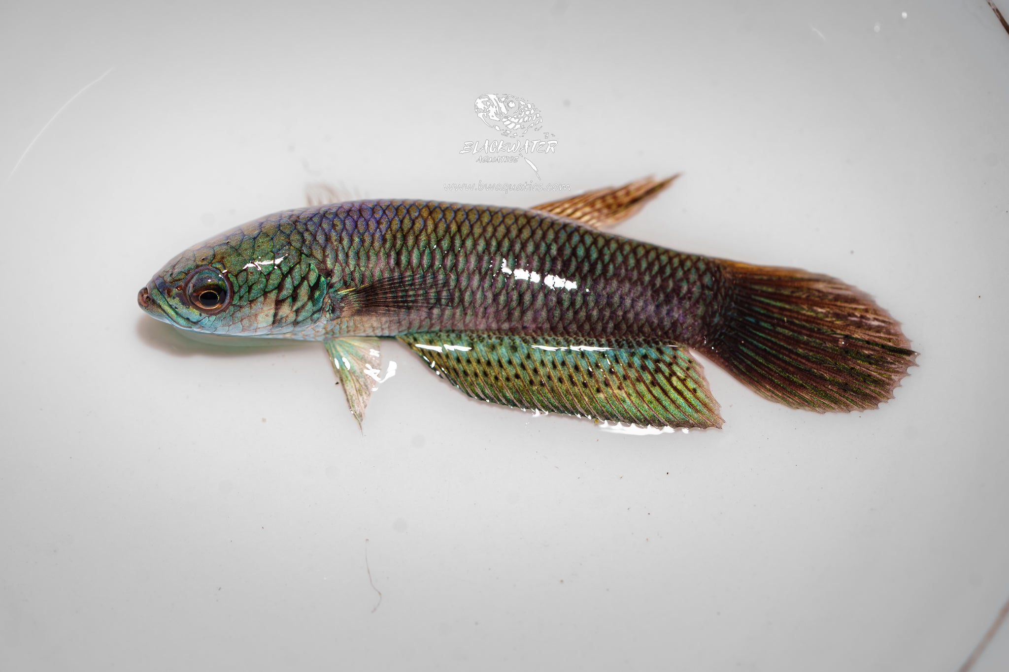 Rare Wild Betta Fish | Blackwater Aquatics – BWAquatics