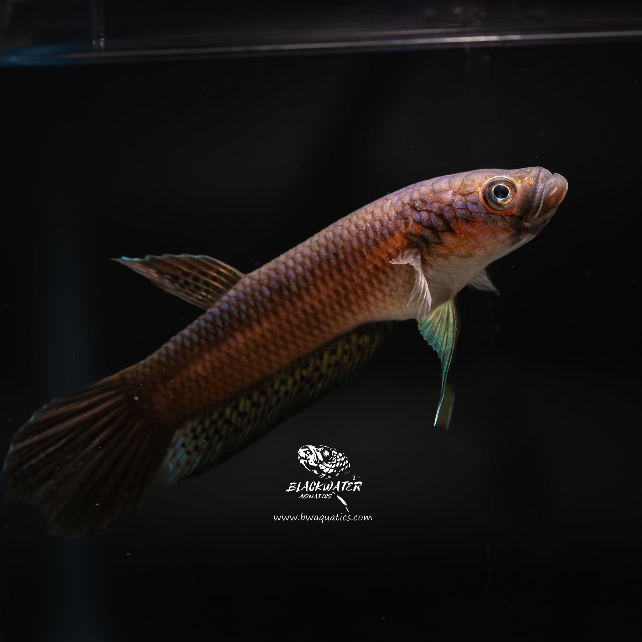 Rare Wild Betta Fish | Blackwater Aquatics – BWAquatics