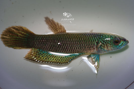 Betta Antuta  | "LP" Premium Quality