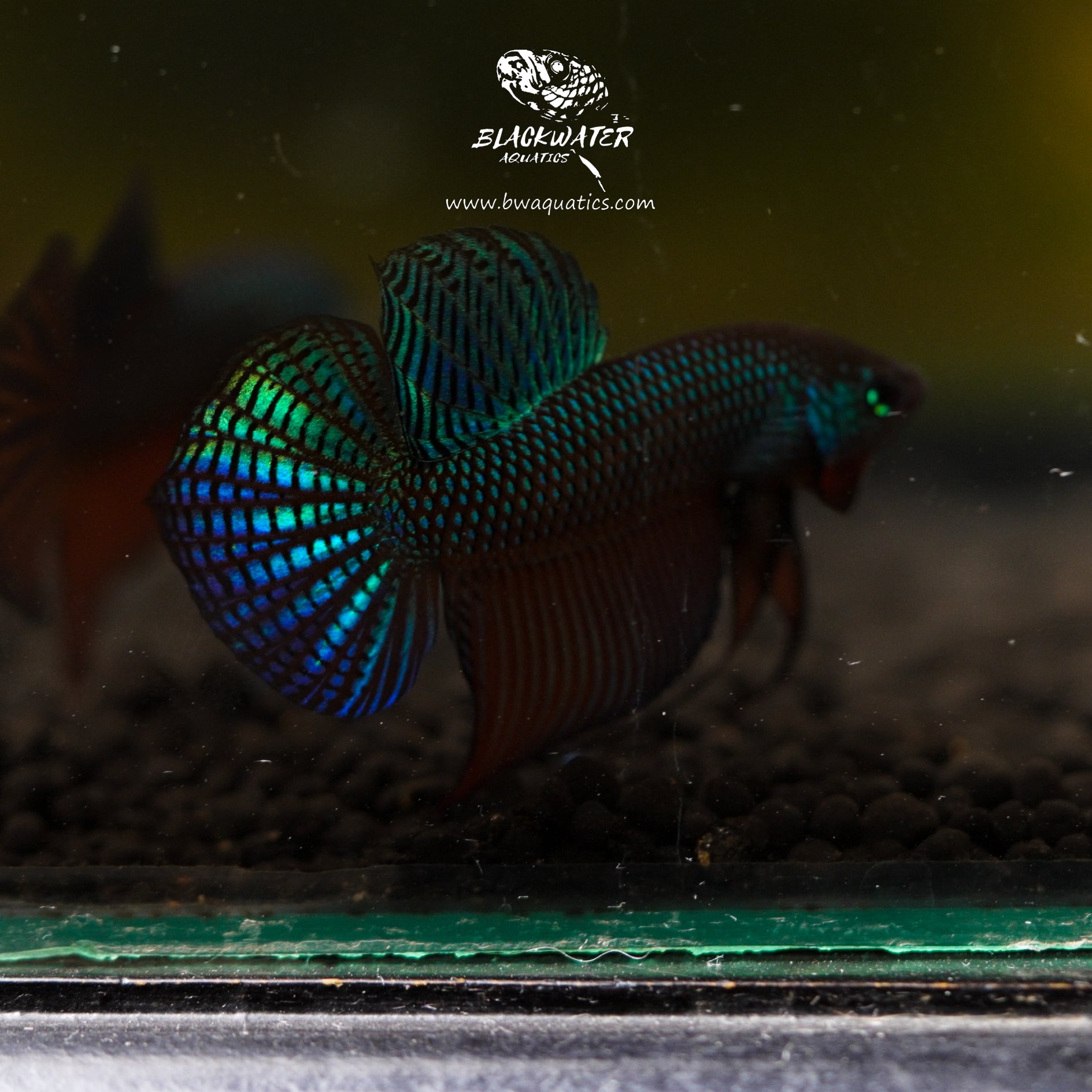 Betta Complex Splendens Complex – BWAquatics