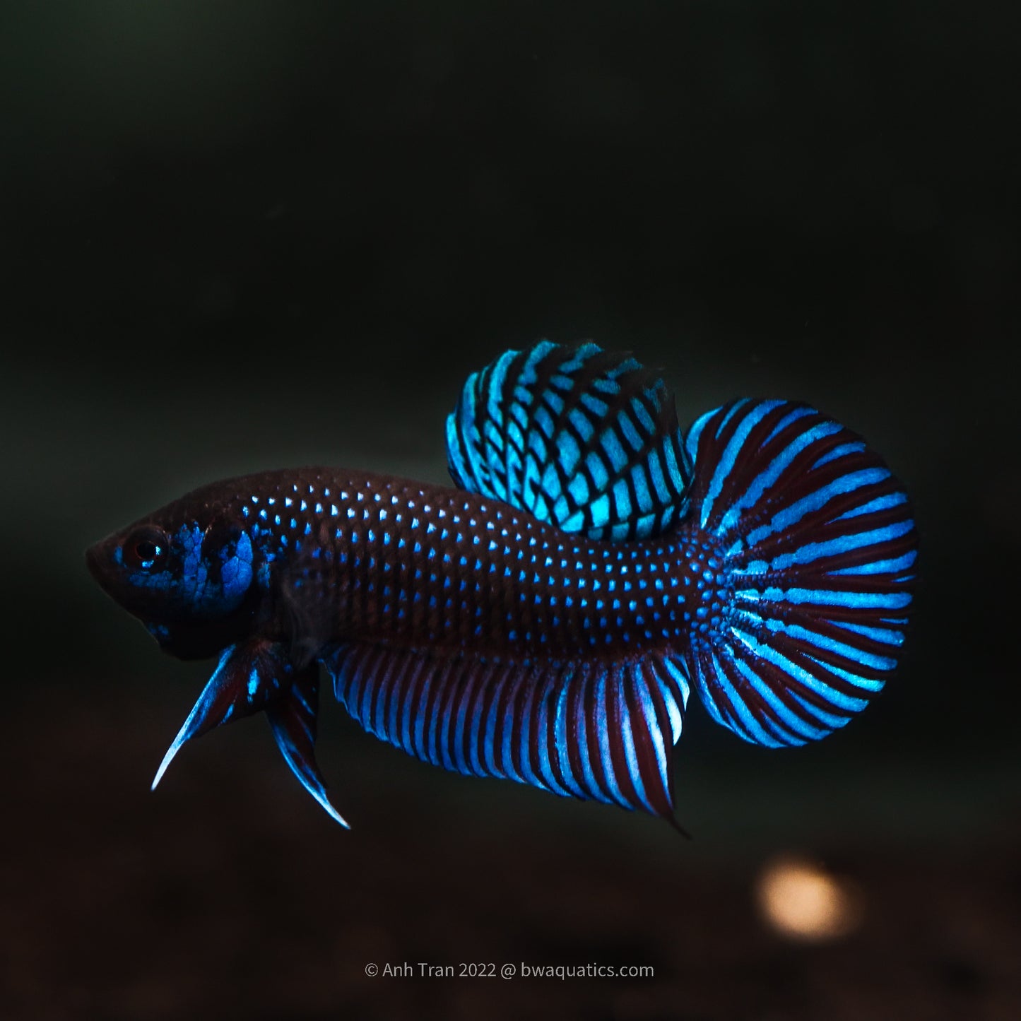 Betta Mahachaiensis hybrid blue (Betta Mahachai)| Rare Bettas