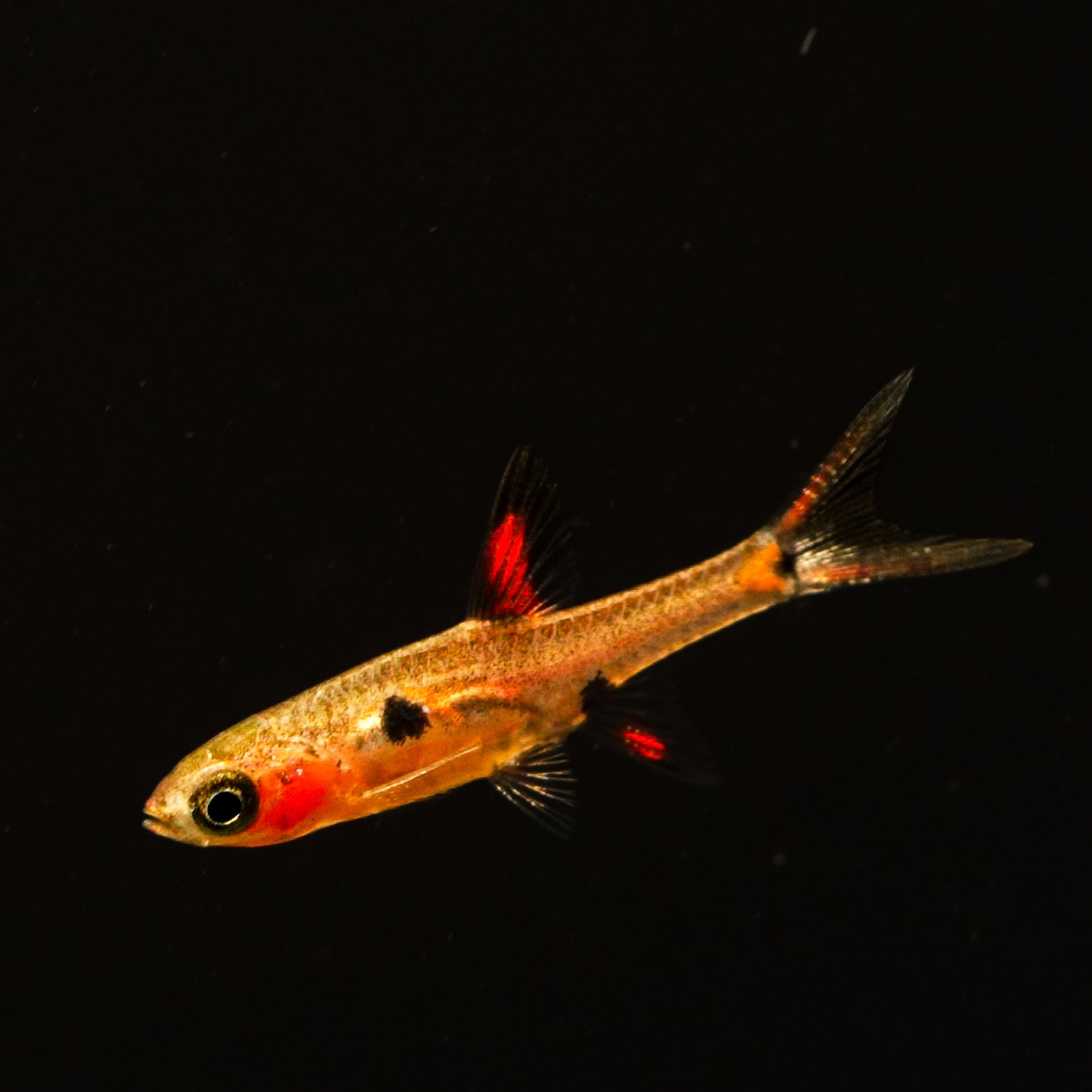 Boraras maculatus (“Dwarf Rasbora” / “Spotted Rasbora”) – BWAquatics