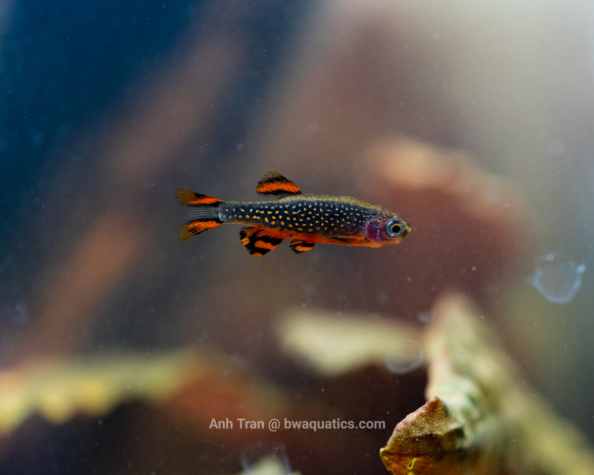 Danio margaritatus (Celestial Pearl Danios aka CPD) – BWAquatics
