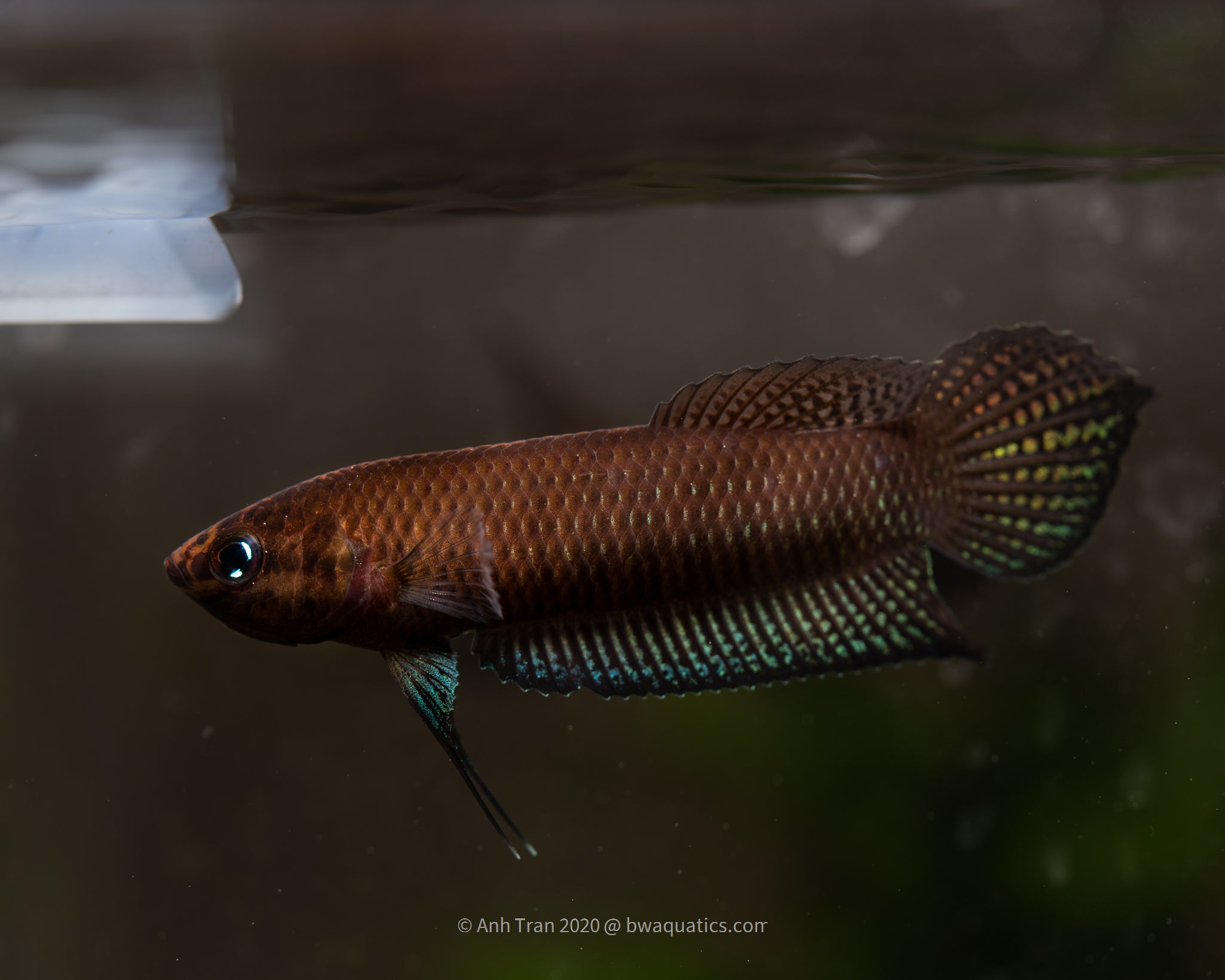 Wild best sale female betta