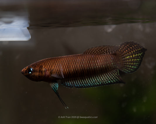 Betta Complex Other Betta Complex – BWAquatics