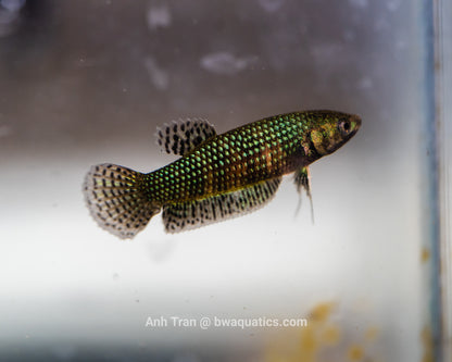 Alien Betta Green Hybrid | Rare Bettas