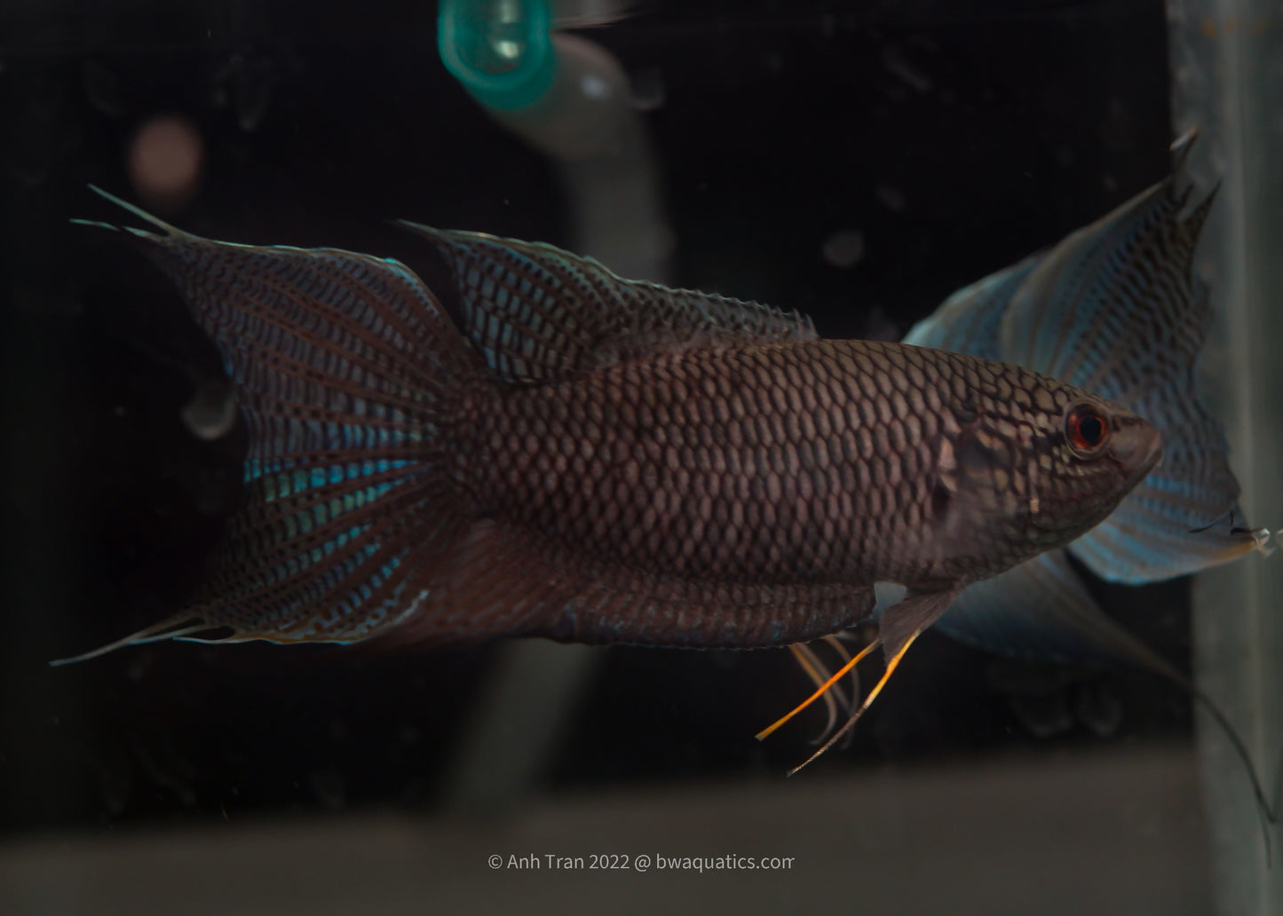 Black Paradise Fish | Macropodus Spechti