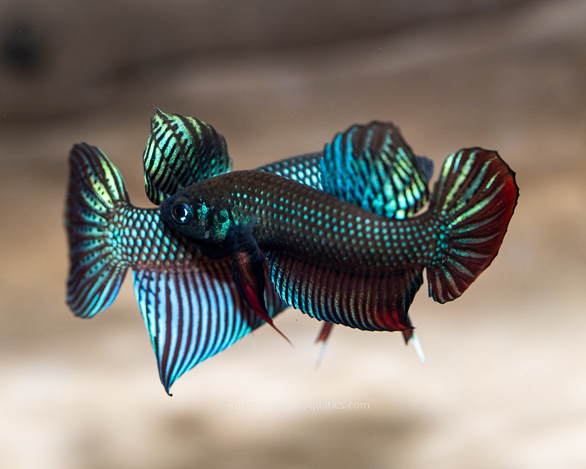 Wild type betta store fish