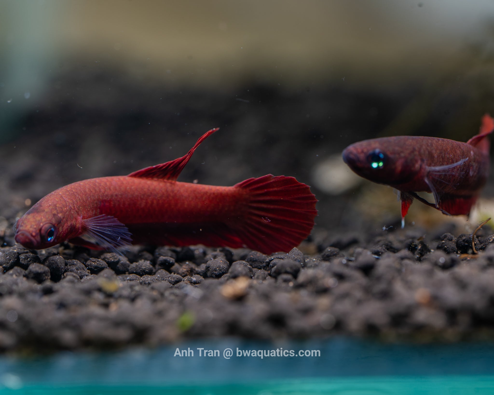Betta Complex Coccina Complex – BWAquatics