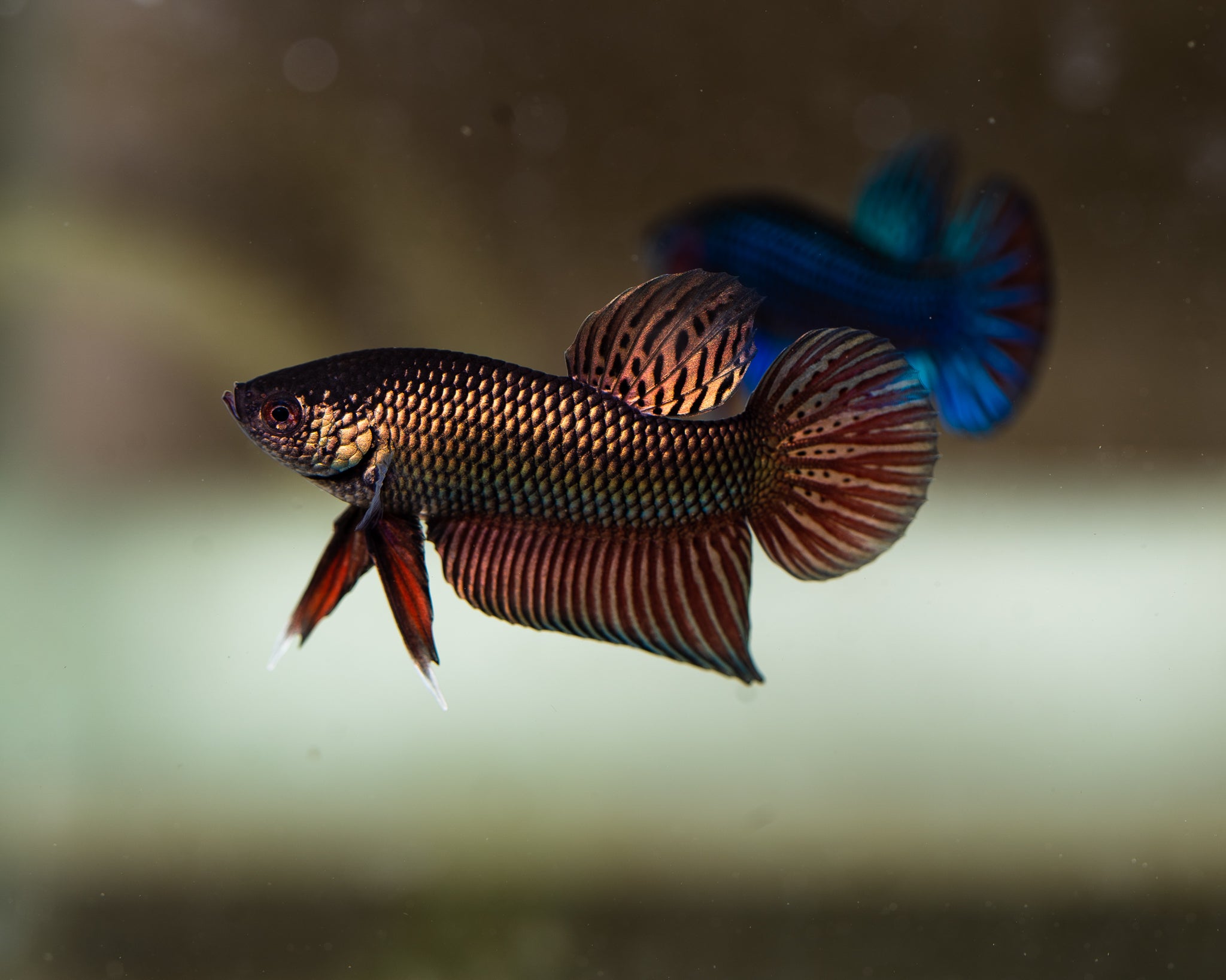 Rare Wild Betta Fish | Blackwater Aquatics – BWAquatics