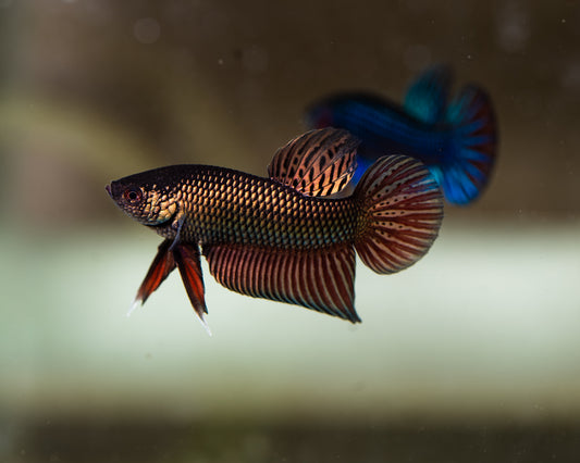 Betta Smaragdina Copper | Rare Bettas