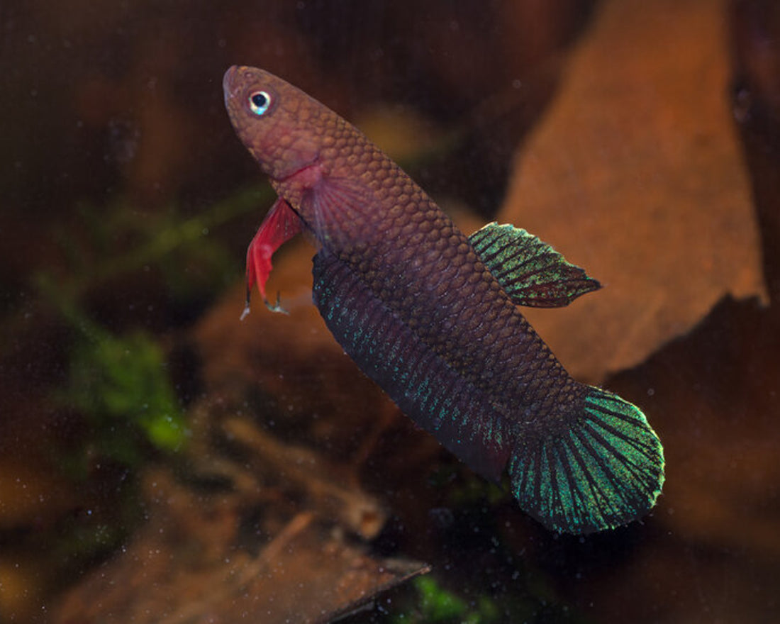 Betta Complex Betta Miniopinna | Wild Type Bettas – BWAquatics