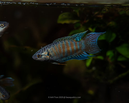 Paradise Fish | Macropodus Opecularis