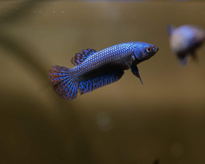 Alien Betta Blue Hybrid | Rare Bettas