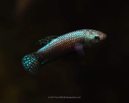 Alien Betta Green Hybrid | Rare Bettas