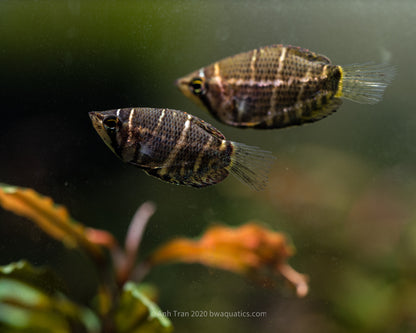 Sphaerichthys Selatanensis (Crossband Chocolate Gourami)