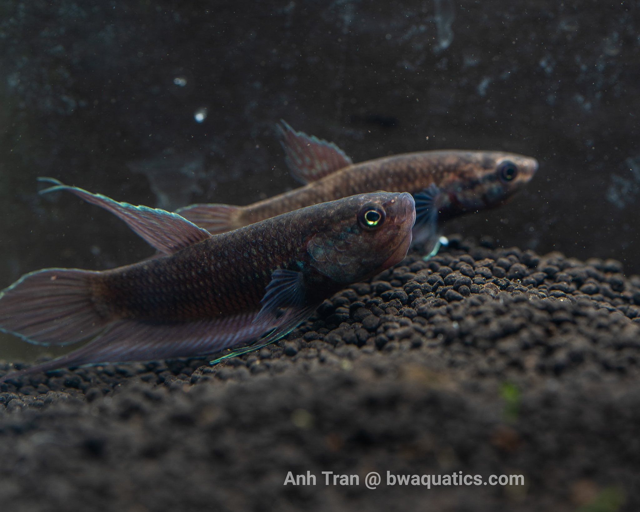 Betta Complex Other Betta Complex – BWAquatics