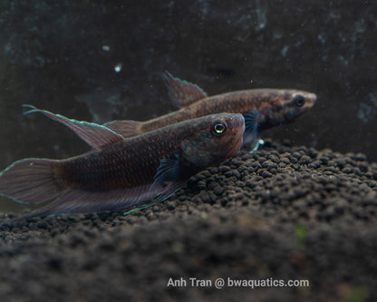 Betta Dimidiata - Palangkaraya | Wild Type Bettas