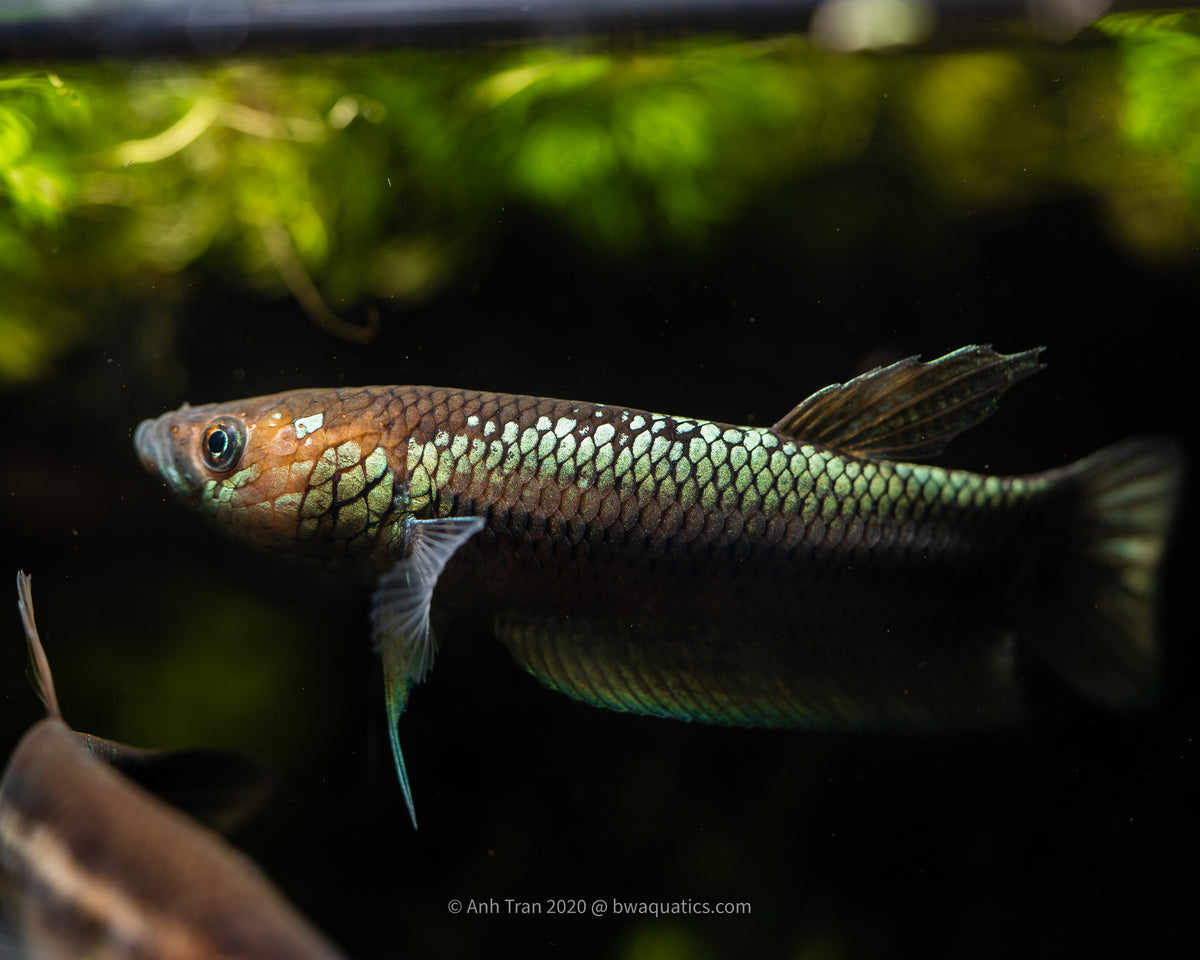 Betta Complex Betta Unimaculata